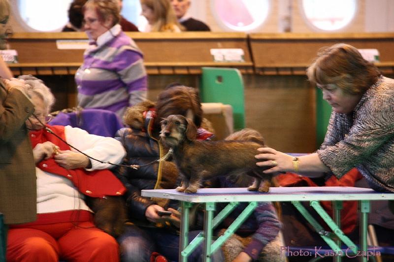 Crufts2011_2 433.jpg